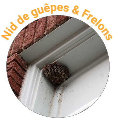 Regu Nuisible 56 Deratisation Auray Nid De Guepes Frelons 3